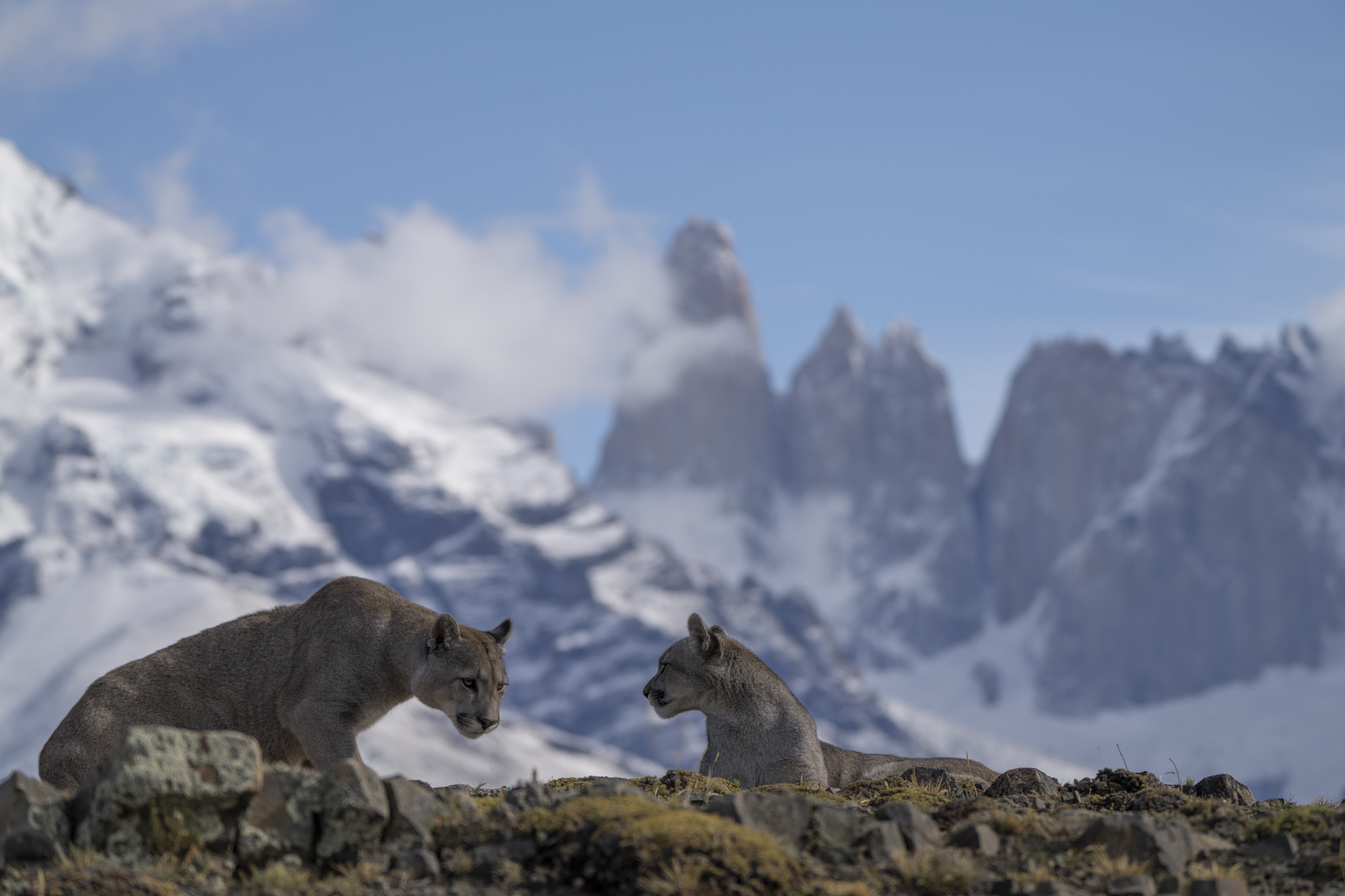 Puma in Focus: A Photographer’s Expedition in the Wilds of Patagonia